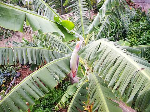 Flor da bananeira a nascer